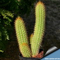کاکتوس اچینوپسیس,اشینوپسس,Golden Torch, Torch Cactus, White Torch Cactus

